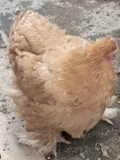 1 Female Hen Cochin breed