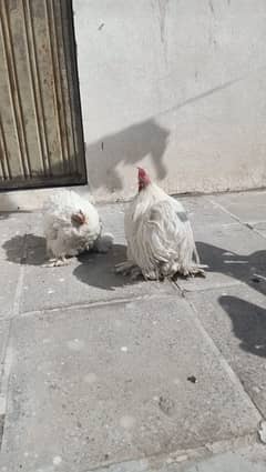 Beautiful White Bantam Pair For Sale