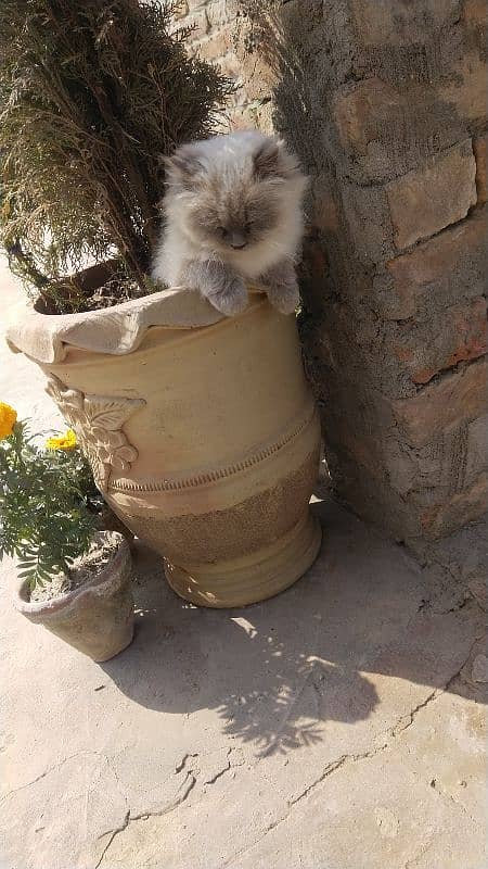 Himalayan  male age 2 month 1