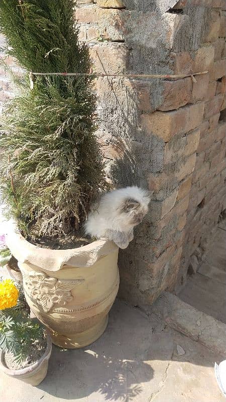 Himalayan  male age 2 month 3