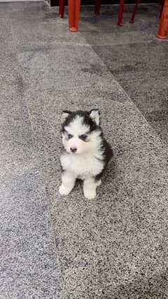 Syberian husky Puppy