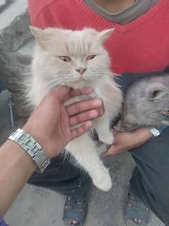 Persian Cat Pair