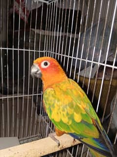 sun conure parrot