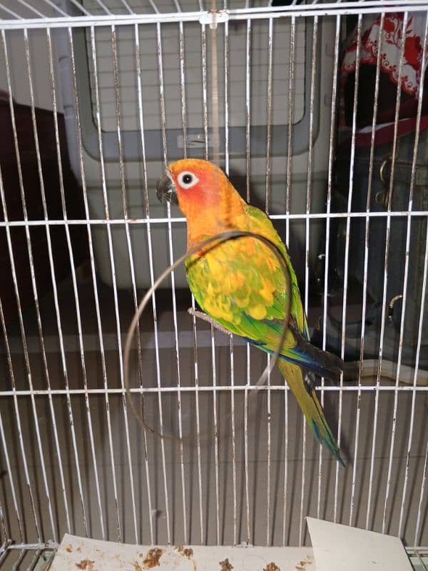 sun conure parrot 1