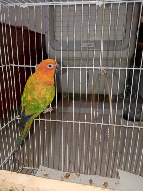 sun conure parrot 2