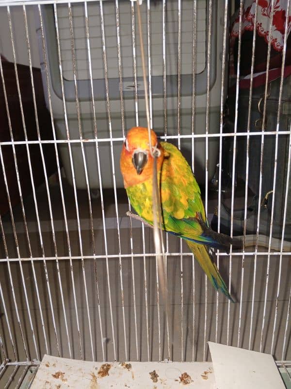 sun conure parrot 3