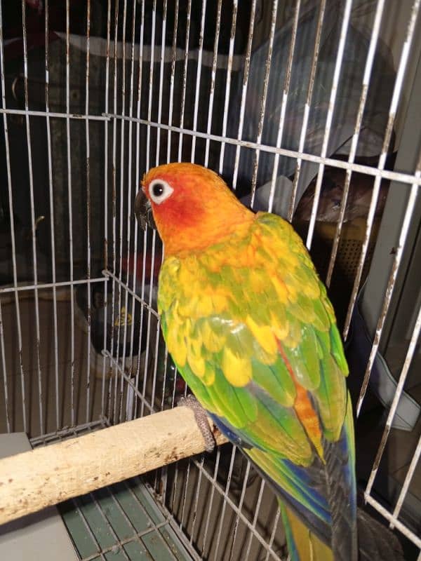 sun conure parrot 4