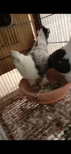 German Tie Sentient fancy (kabootar) pigeon for sale