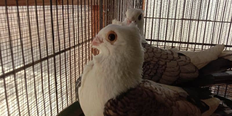 German Tie Sentient fancy (kabootar) pigeon for sale 1