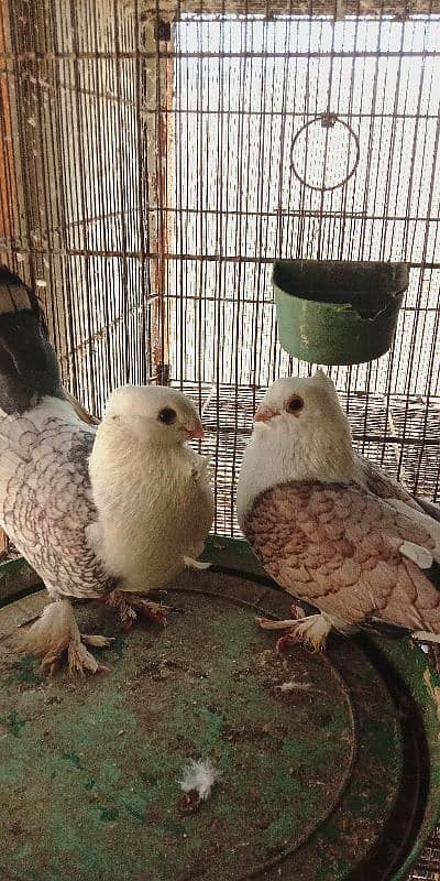 German Tie Sentient fancy (kabootar) pigeon for sale 2