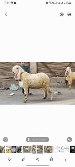 Kajla female for sale 4 dant Lahore