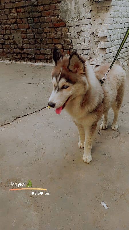 husky male age 8 month full active and healthy dog 1