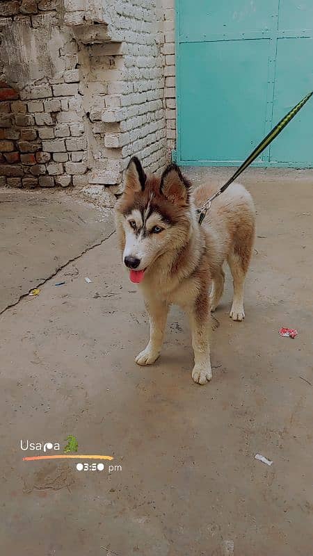 husky male age 8 month full active and healthy dog 2