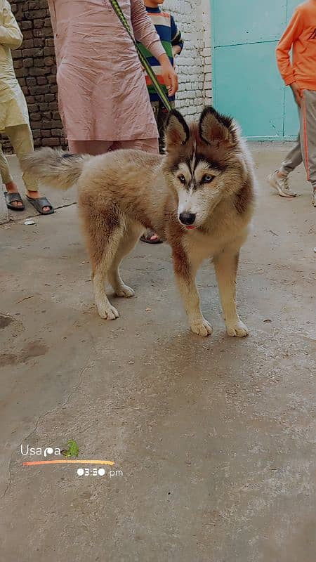 husky male age 8 month full active and healthy dog 3