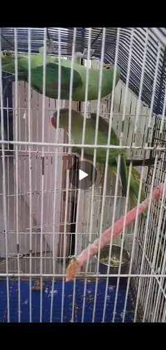 Paharo/Raw/Alexandrine Parrot