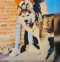 husky male age 8 month full active and healthy dog