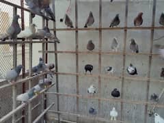 Females Pigeons are available for sell