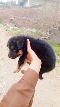 double cout German shepherd breed