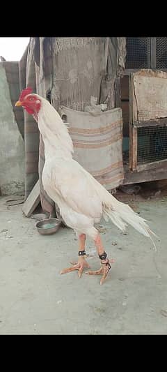 Young Aseel HEERA Breed