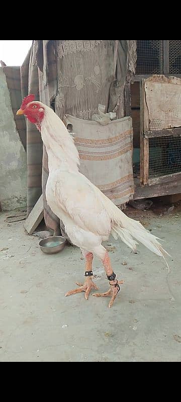 Young Aseel HEERA Breed 0