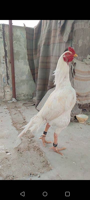 Young Aseel HEERA Breed 1