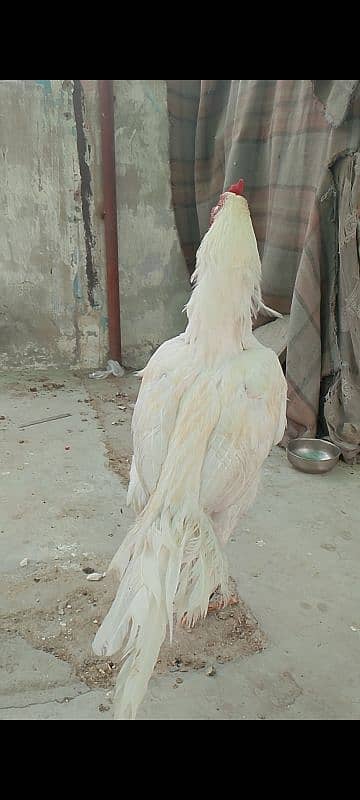 Young Aseel HEERA Breed 3