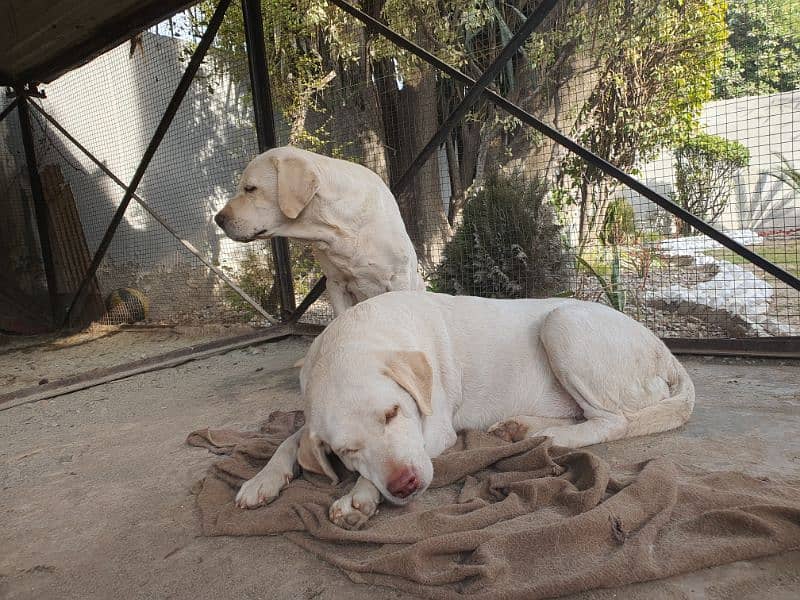 labrador dog army person. 0