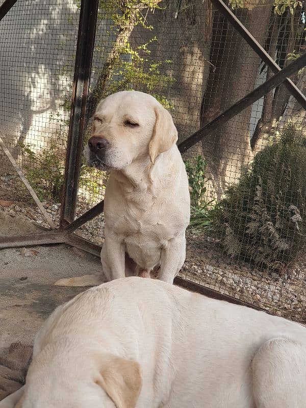 labrador dog army person. 1