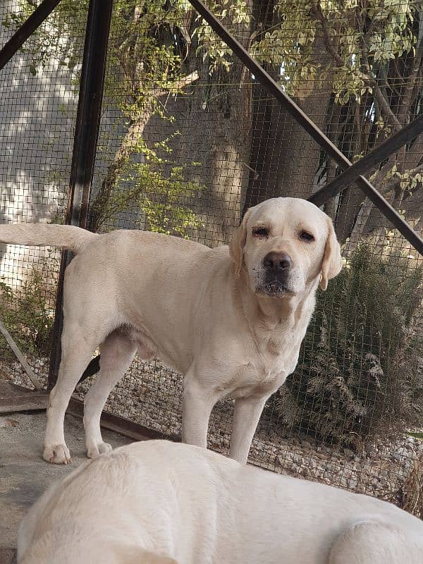 labrador dog army person. 2