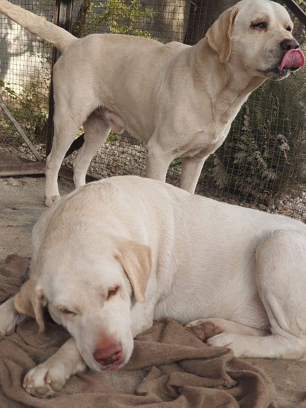 labrador dog army person. 3