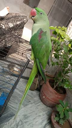 2 female hyn full ready hyn 03224721317