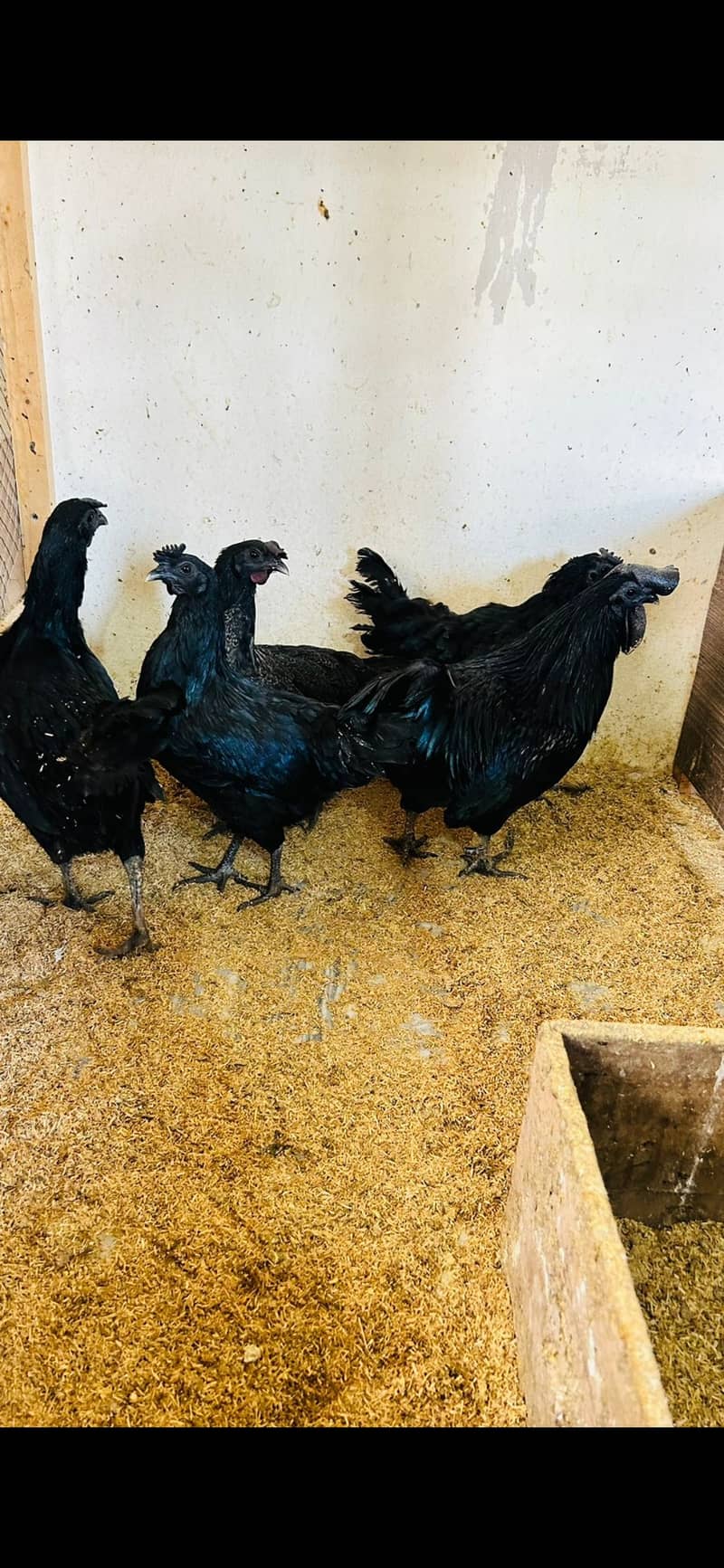 5 Ayam Cemani Set For Sale Hens 0