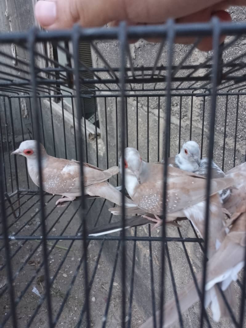 Red pied doves Diamond pied doves 0