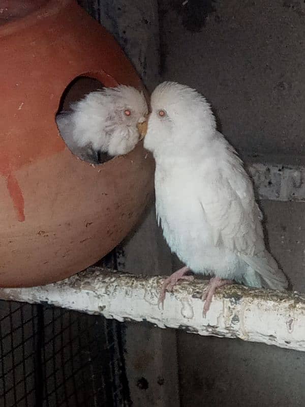 Hand Tame / Self / Australian / Budgie / Parrot/ Split Chicks 0