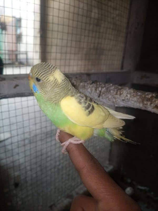 Hand Tame / Self / Australian / Budgie / Parrot/ Split Chicks 1