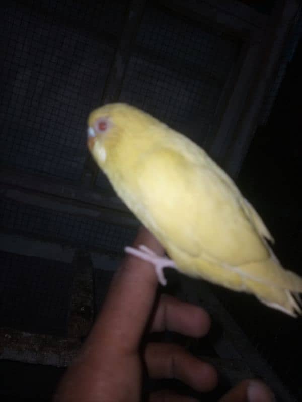 Hand Tame / Self / Australian / Budgie / Parrot/ Split Chicks 3