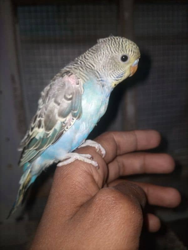 Hand Tame / Self / Australian / Budgie / Parrot/ Split Chicks 4