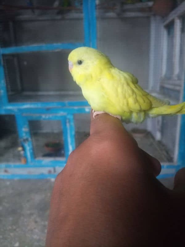 Hand Tame / Self / Australian / Budgie / Parrot/ Split Chicks 5