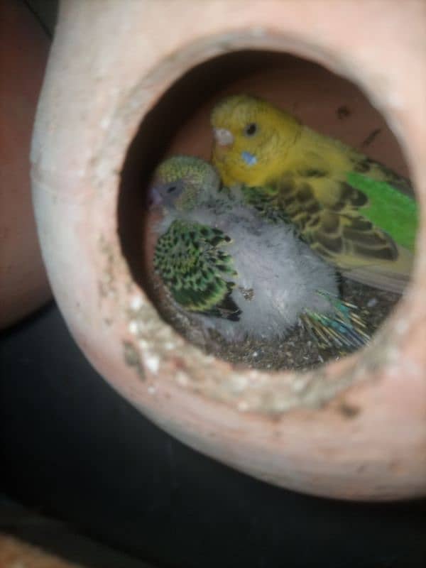 Hand Tame / Self / Australian / Budgie / Parrot/ Split Chicks 7