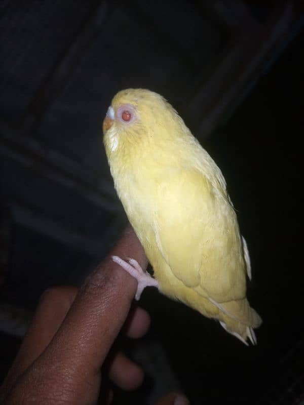 Hand Tame / Self / Australian / Budgie / Parrot/ Split Chicks 9