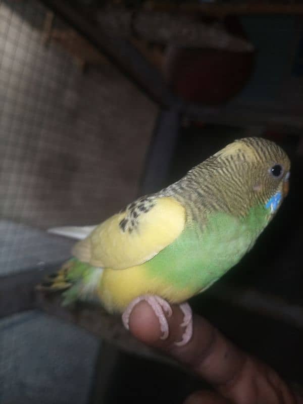 Hand Tame / Self / Australian / Budgie / Parrot/ Split Chicks 11