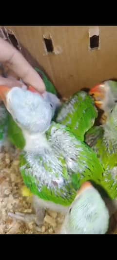 green ringneck chick