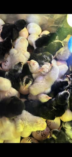 7 Days Shamoo Chicks Available 100% pure Chicks and Hens