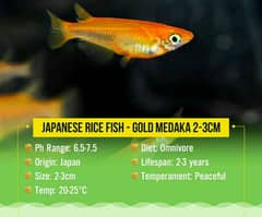 Japanese Rice Fish (Medaka)