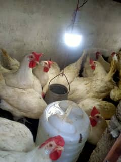 Layer hens for sale