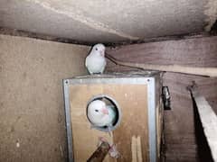 2 albino love bird pairs for sale read description