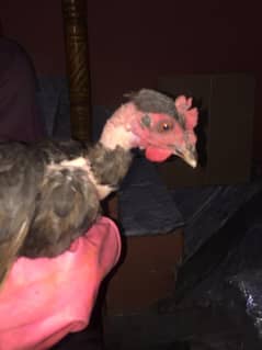 Desi hen and aseel male for sell