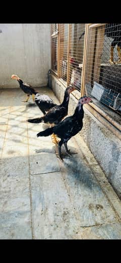 3 Month Aseel Shamo chicks for sale 100% pure