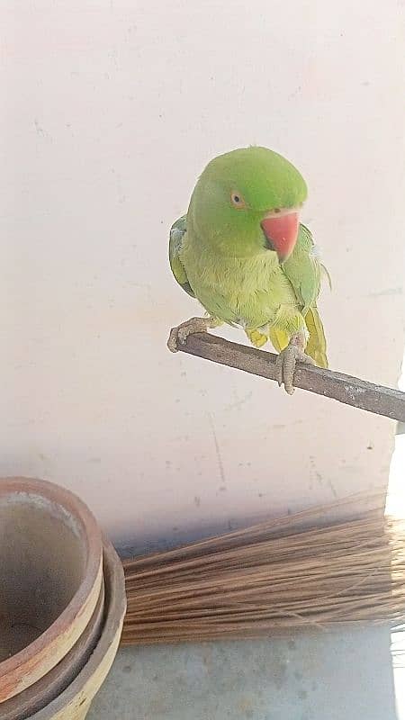 Ringneck female face to face talking 0