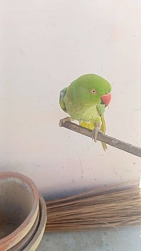 Ringneck female face to face talking 1